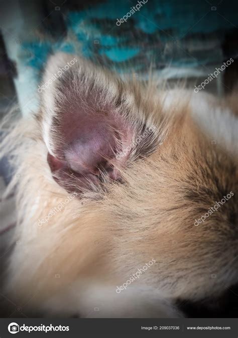 Ear (aural) hematomas in cats and dogs occur when blood collects between the skin and cartilage of the ear flap, often after an ear infection. Hematomas Under The Skin - How to Heal