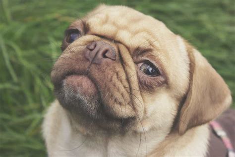 Mini English Bulldog Breed Information 12 Facts We Bet You Didnt