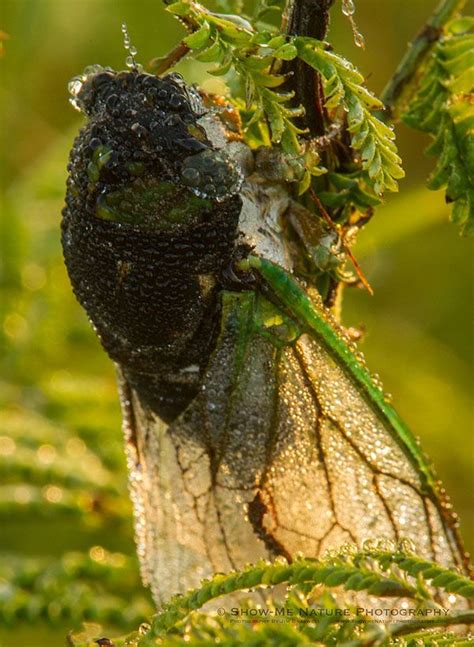Dew Covered Cicadas Dewey Cicadas Show Me Nature Photography