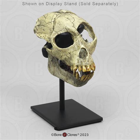 Proconsul Africanus Skull Bone Clones Inc Osteological Reproductions