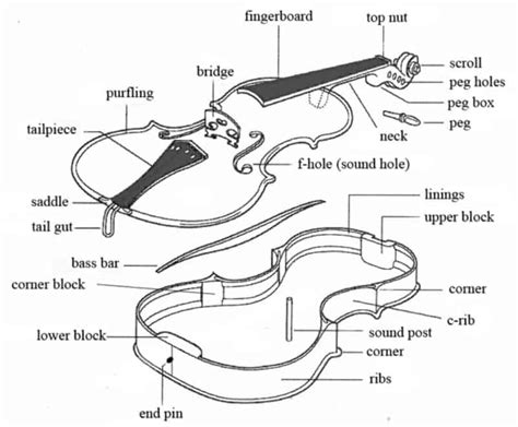 Violin Anatomy Discover All Of The Parts Of A Violin Videos Included