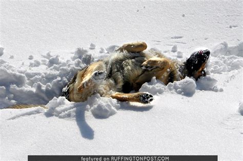 I`m a shepherd, and my parlours. It's All About Playing in the Snow for This German ...