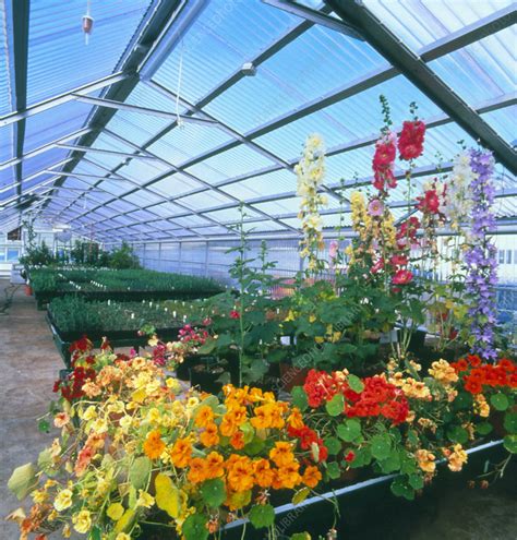 Flowers And Other Plants Growing In Greenhouse Stock Image E773