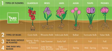 Flower Bulbs To Plant In Fall Yard Butler