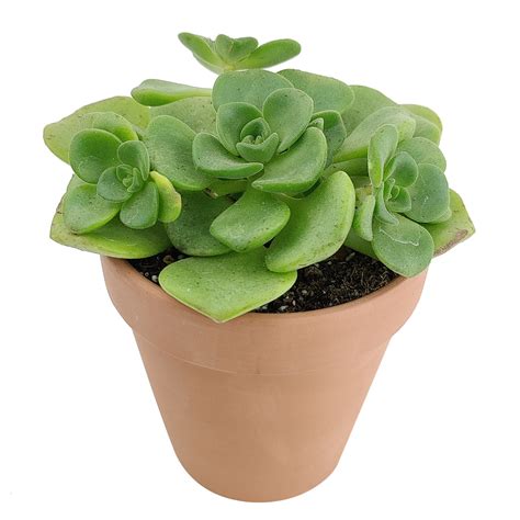 Aeonium Lily Pad Succulent With Care Guide Perfect For Ts
