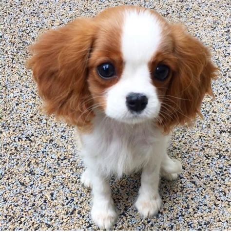 Cavalier King Charles Spaniel Puppies For Sale North Texas