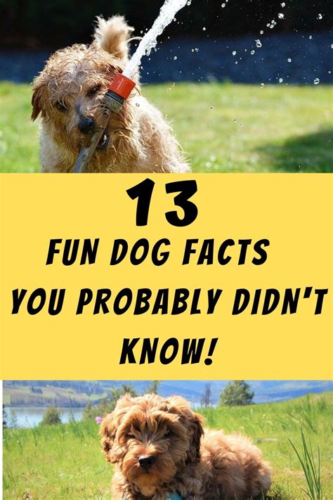 13 Fun Facts About Dogs You Probably Didnt Know Page 3 Of 14
