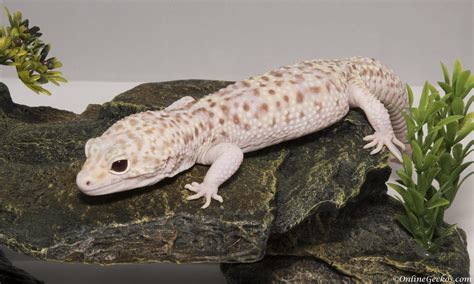 Their light pink eyes are their most distinctive feature. Leopard Gecko For Sale