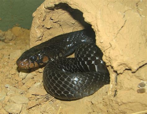 Indigo Snake Learn About Nature