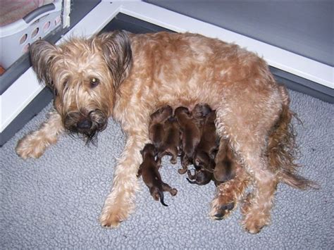 A Dog Is Laying On The Floor With Her Puppies