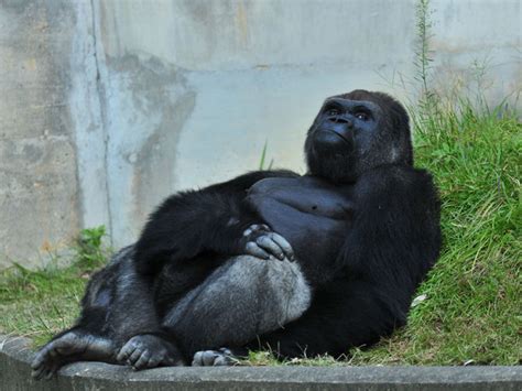 Shabani Japanese Women Go Ape Over Surprisingly Handsome Gorilla