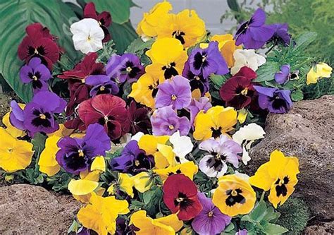 Rare Original Flower Seeds Viola Pansy Swiss Mix Etsy