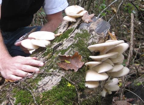 Springfield Plateau Fall Fungi