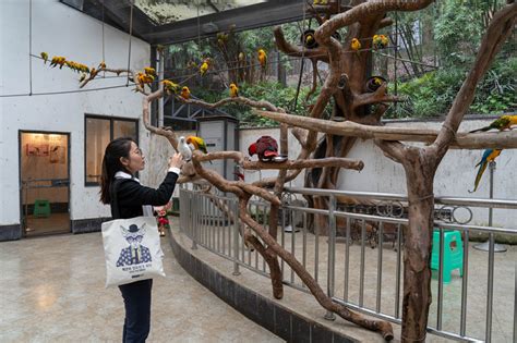 Travel Guide Have Fun With Pandas In Chongqing Zoo