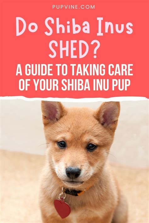 Do Shiba Inus Shed A Guide To Taking Care Of Your Shiba Inu Pup