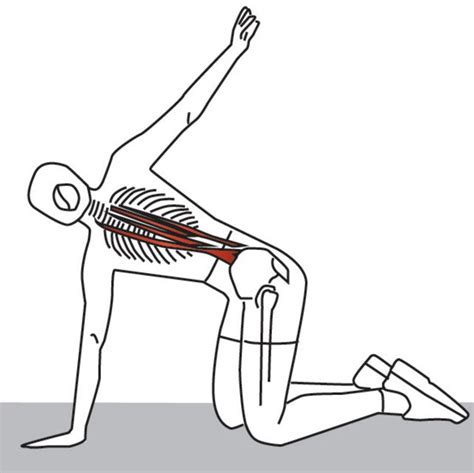 Trigger Point Therapy Stretching The Erector Spinae Muscles Back