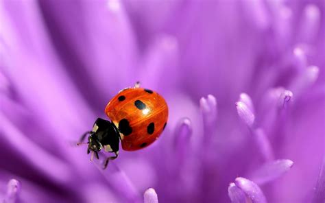 Photo Of A Ladybug On A Purple Flower All Best Desktop Wallpapers