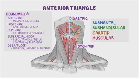 Anterior Triangle Of Neck Anatomy