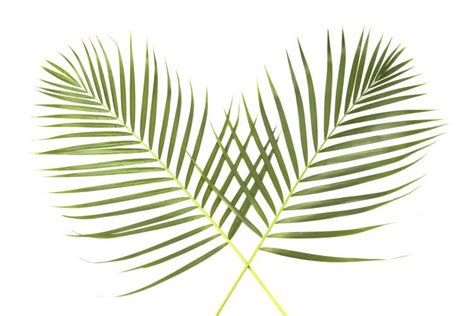 Then everyone shouted, hosanna to the son of david! Palm Sunday