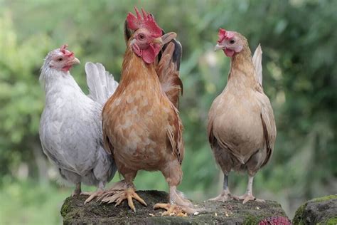 bantam chickens a beginner s guide once upon a chicken
