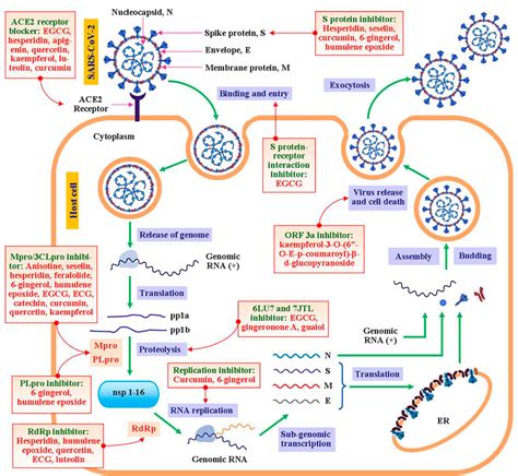 Frontiers A Review Of Medicinal Plants With Antiviral Activity