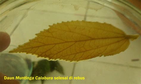 Daun, tempat berlangsungnya fotosintesis pada tumbuhan. Percobaan Sach dan Ingenhouse: PERCOBAAN SACHS