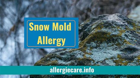 Snow Mold Allergy Types Symptoms Avoid Growth Manage Allergie