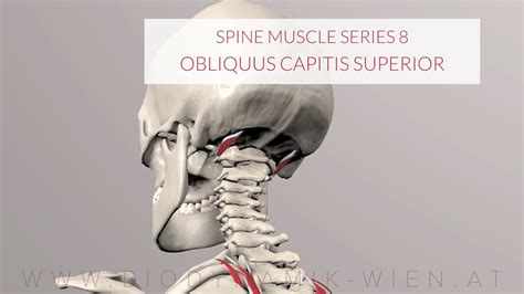 Spine Series Part 8 Neck Muscles Obliquus Capitis Superior 3d
