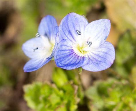 Beautiful Little Blue Flower On Nature Stock Photo Image Of Fresh