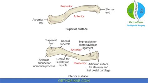 Clavicle Anatomy Bone Muscles