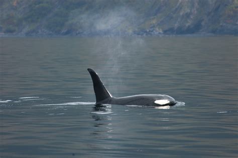 Killer Whales In Alaska Archives Robin Barefield