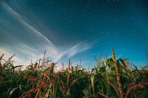 1700 Corn Field At Night Stock Photos Pictures And Royalty Free Images