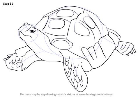 Tortoise drawing easy, tortoise drawing for kids, tortoise drawing outline, tortoise drawing images, tortoise drawing pictures, tortoise drawing bird's eye view, tortoise drawing middle ages, tortoise drawing with colour, tortoise drawing realistic Learn How to Draw an Asian Forest Tortoise (Reptiles) Step ...