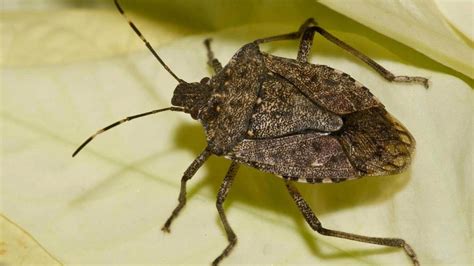 How To Keep Stink Bugs Lady Beetles Other Fall Invaders Out Of House