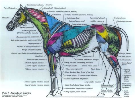 Medical labeled diagram closeup with isolated muscle, transverse carpal ligament, median nerve, tendon sheath, flextor tendons and bones. Image result for horse muscles diagram | Horse anatomy ...