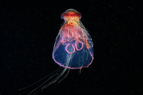Lions Mane Jellyfish Feeding On A Moon Jellyfish Photograph By