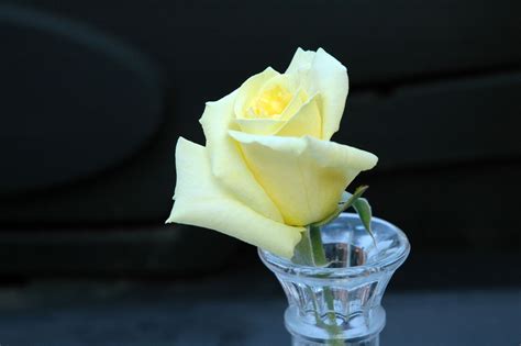 You have disappointed me, rejection. Symbolic Meaning of the Truly Spectacular Yellow Roses ...