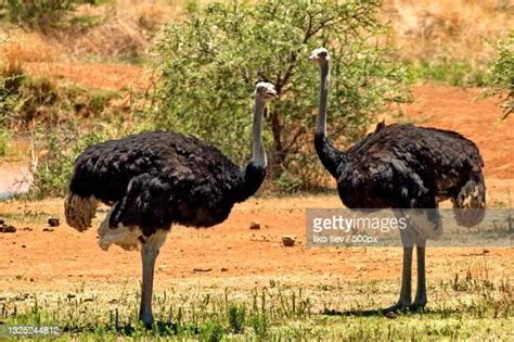 Two Ostriches Photos And Premium High Res Pictures Getty Images