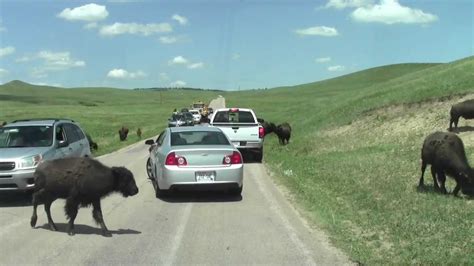 Wildlife Loop Road Custer State Park South Dakota Youtube