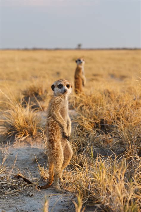 Meerkats Look For Predators Wildlife Photography Prints And License