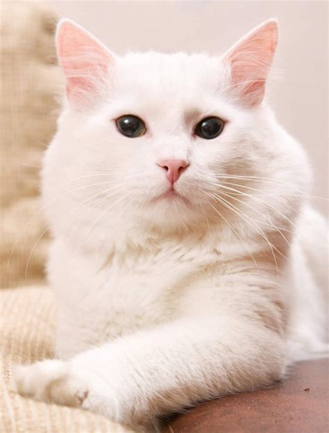 Turkish Angora Cat Our Complete Breed Guide