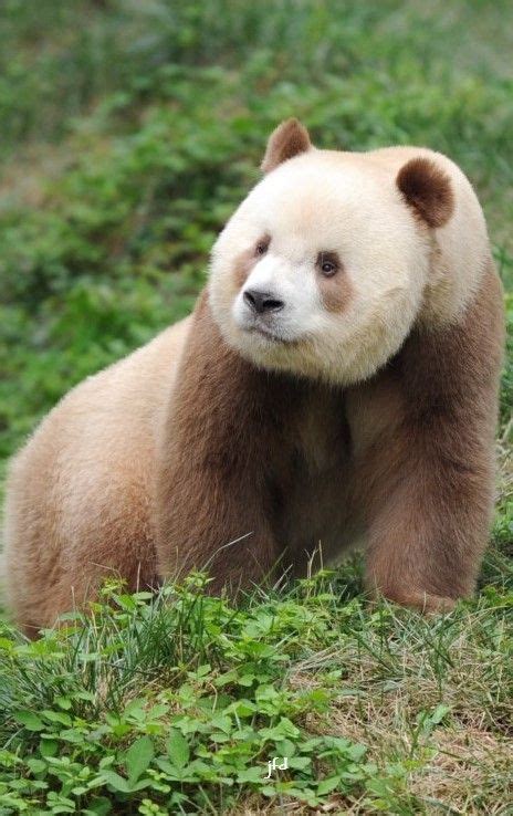 Qinling Panda Ailuropoda Melanoleuca Qinlingensis Is A Subspecies Of