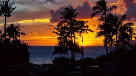 Download Wallpaper 1920x1080 Palm Trees Sunset Ocean Clouds Night Tropics Full Hd Hdtv