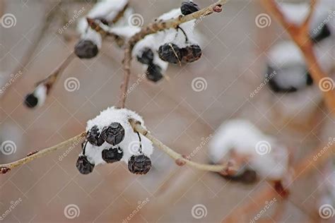 Black Wild Privet Berries Covered In Snow Ligustrum Vulgare Stock