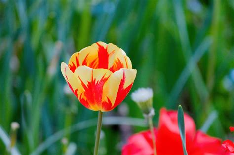 Paling Bagus 15+ Gambar Bunga Tulip Warna