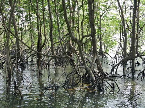 First of all, they serve as natural filters for salty water and as protective shield for tsunamis. The Mangrove Forest | |----- Mangrove Protection in Pulau ...