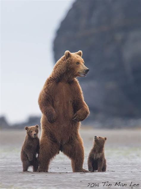 Grizzly Bear Standing With Cubs Luvbat