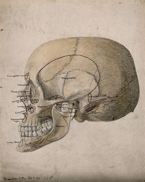 Human Skull Side View Watercolour Ink And Pencil Drawing By Jc