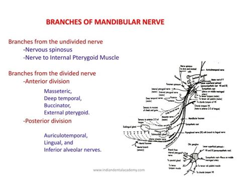 nerve supply of teeth endodontic courses ppt