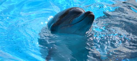 Large dolphins, such as orcas may eat other marine mammals, such as sea lions or sea turtles. What do dolphins eat? | Dolphinaris